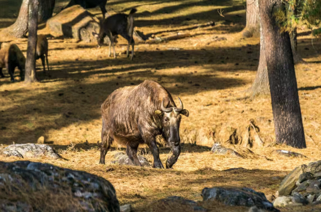 Royal Takin Preserve Motithang, Thimphu, Thimphu District, Bhutan